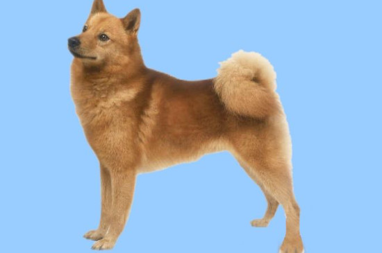 芬兰狐狸犬的缺点