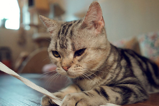 星期猫有什么特征