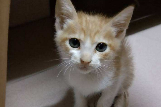 刚满月的小猫怎么喂养