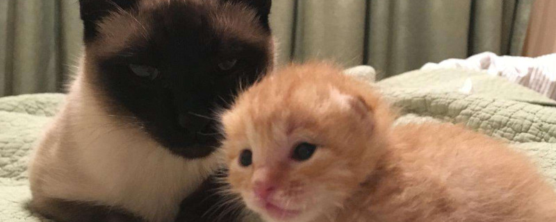 猫拉血是怎么回事