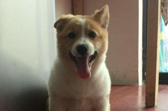 狗毛怎么清理