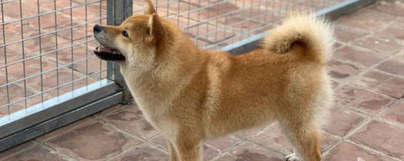 5个月柴犬咬主人怎么办