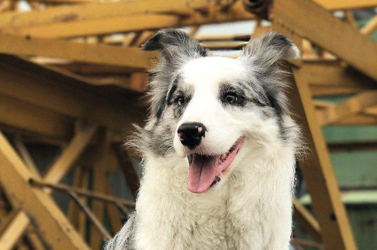 边境牧羊犬好养么