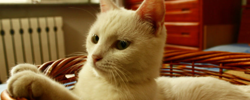 宠物猫有狂犬病吗