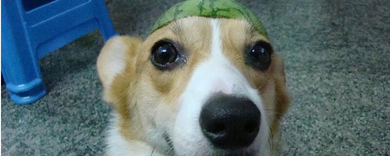 狗狗可以吃西瓜吗