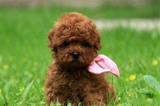 泰迪多大算成犬，满12个月龄后就算成年