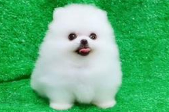 茶杯犬能活几年