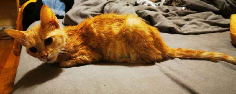 猫吃耗子药解毒小妙招