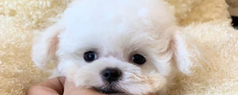 养茶宠有什么忌讳