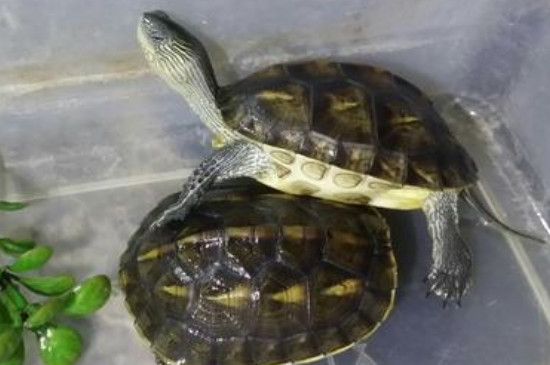 珍珠龟吃什么食物
