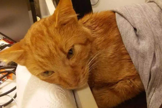 猫传腹临死症状