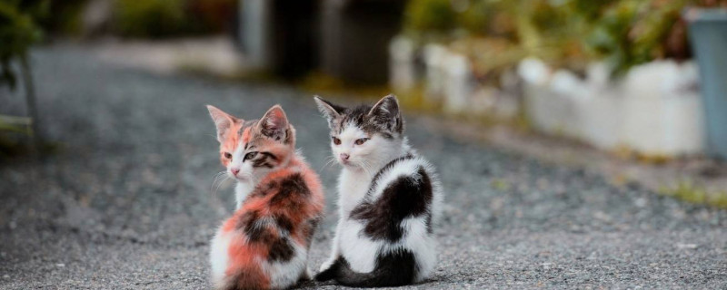 猫咪不吃东西怎么办?