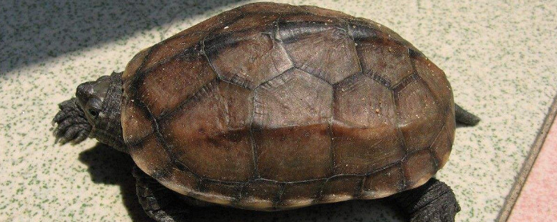 草龟多久认识主人