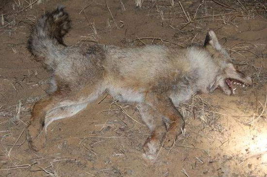 狂犬病的狗能活多久，3～5天内死亡率高达80%