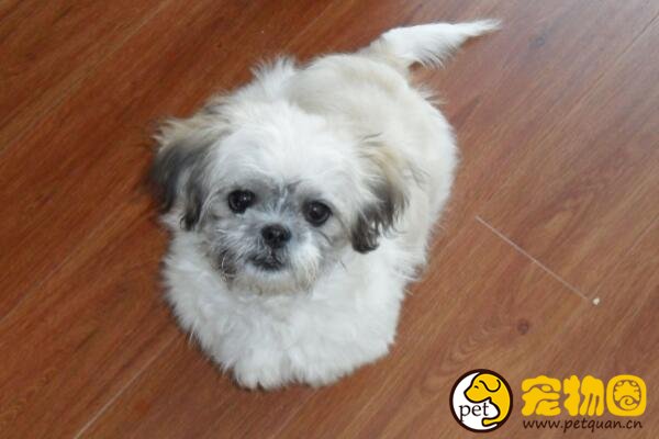 什么狗狗长不大，十种适合家养的中小型犬(泰迪最受欢迎)