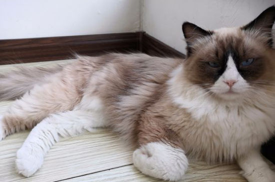 猫拉稀什么颜色是猫瘟