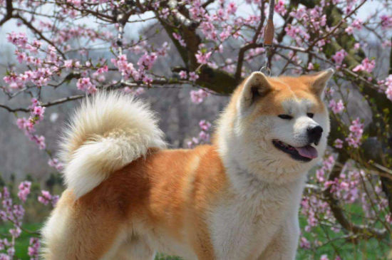 宠物狗的品种