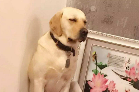 拉布拉多犬怎样训练