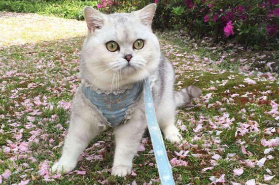猫瘟前中后期症状