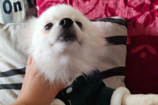 小狗上吐下泻不吃东西怎么办，狗狗呕吐腹泻的紧急处理