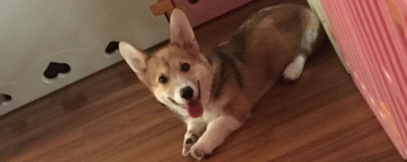 柯基犬晚上放哪睡