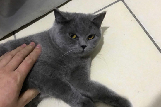猫狂犬病症状表现