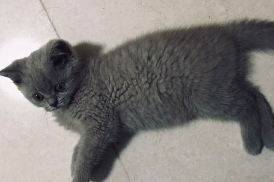 养猫一个月成本