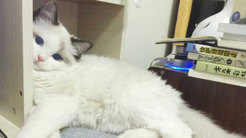 布偶猫为什么不能养