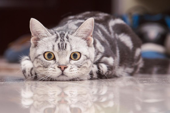 圆脸猫有什么品种