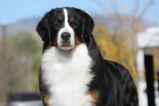 伯恩山犬缺点