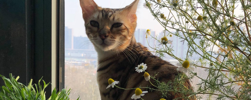猫为什么吃草