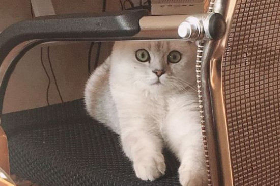 猫杯状病毒用什么药