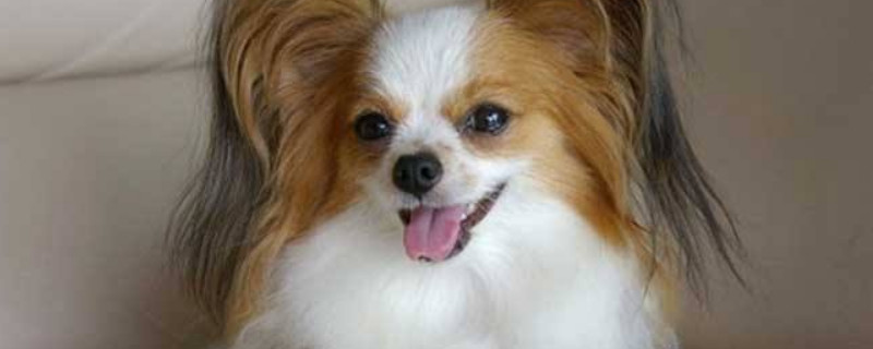 蝴蝶犬怎么训练 教你三种训练方式