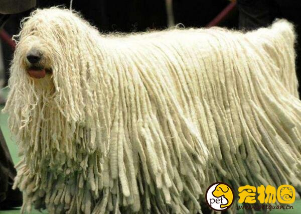 可蒙犬的毛有什么用处，凭一己之力驱赶狼群的守卫犬