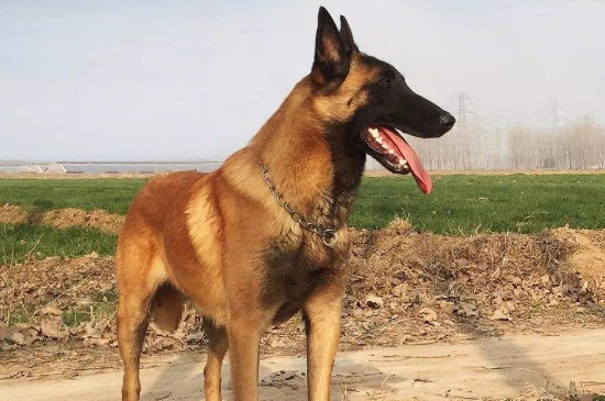 防暴犬有几种