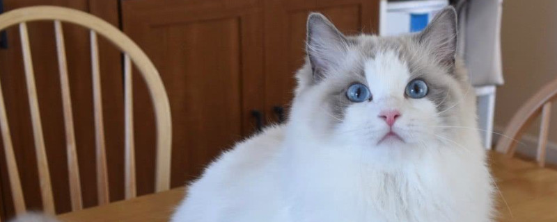 猫咪耳螨怎么治