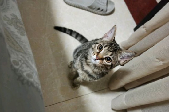 怎么给猫洗澡