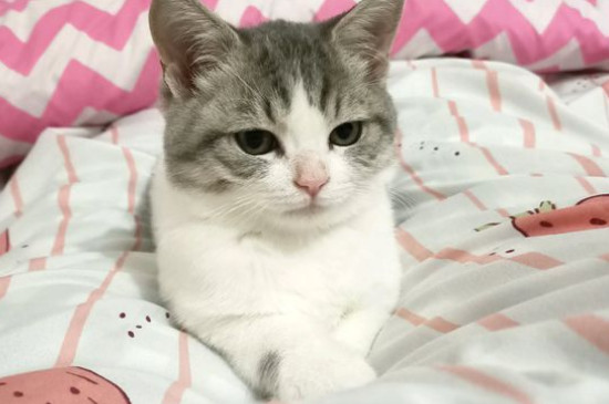 猫爪热是什么症状，典型症状为红斑丘疹