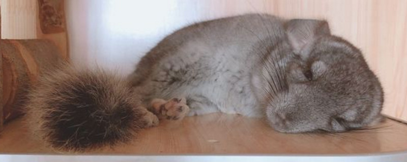 龙猫信任你的睡姿