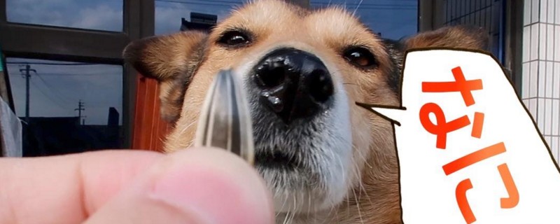狗狗可以吃瓜子仁吗