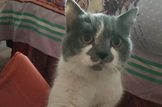 猫在地上打滚磨蹭什么意思
