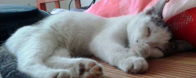 猫猫掉毛厉害怎么办