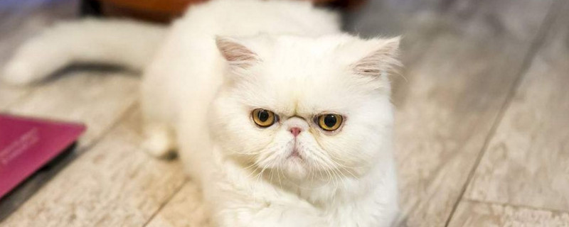 加菲猫生气是怎么样的