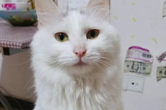 猫一只眼睛流泪怎么办