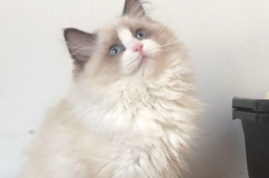 高铁可以带猫吗
