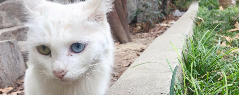猫会记仇吗