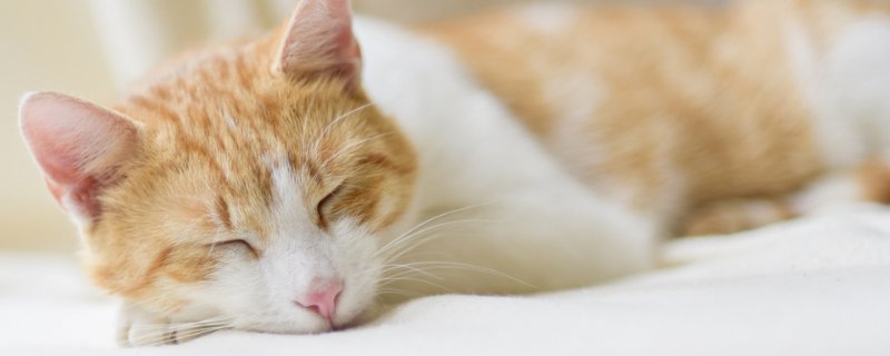 小猫不大便怎么办