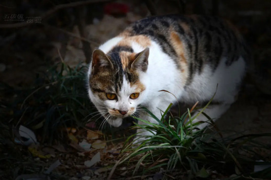 2个多月的野猫能变成家猫吗