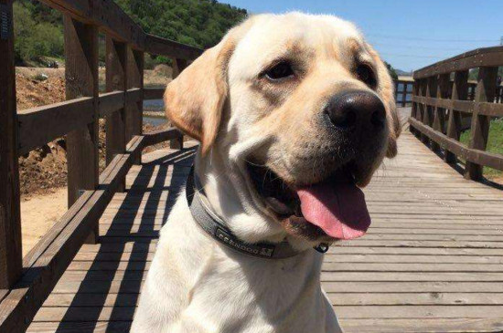 赛级犬是什么意思