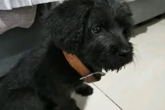 小狗上吐下泻不吃东西怎么办，狗狗呕吐腹泻的紧急处理